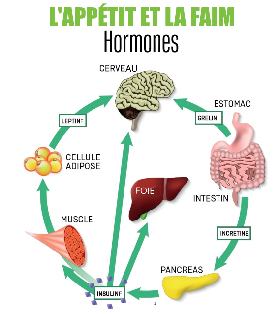 Infographique montrant la relation appétit -faim