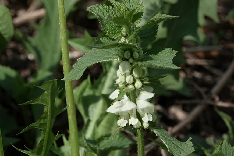 Lamier blanc