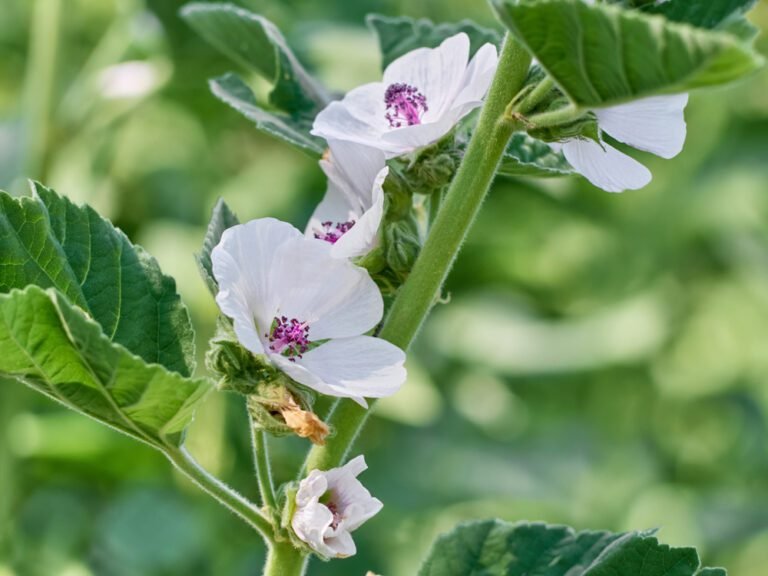 La Guimauve (Althaea officinalis)
