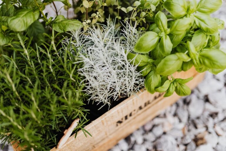 Un bac d'herbes