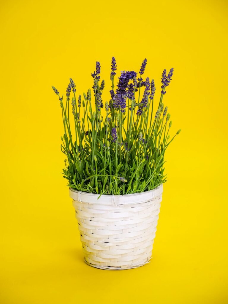Herbe en pot