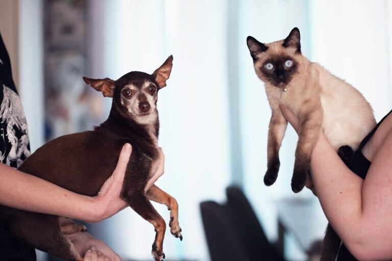 Chien et chat