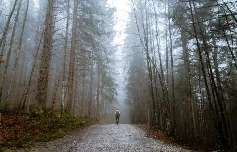 Homme marche en foret